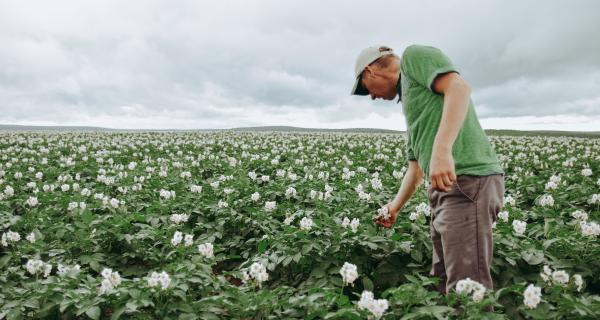 Seasonal Labour Connections Program